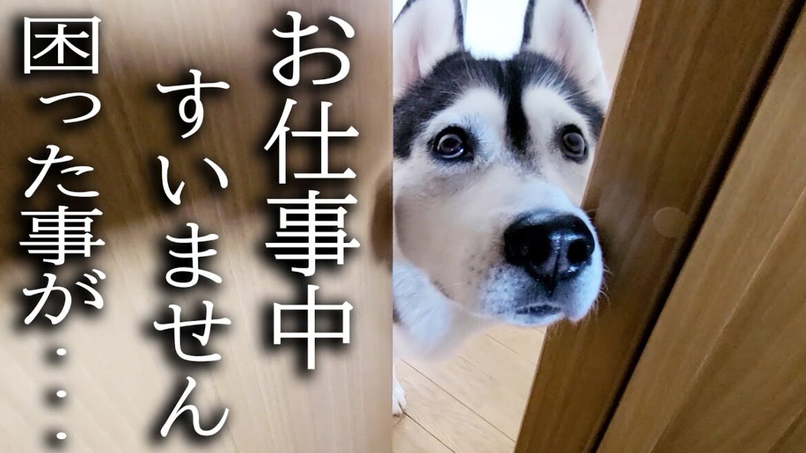 急いで何かを教えにきた犬と子猫に、ついていってみると...