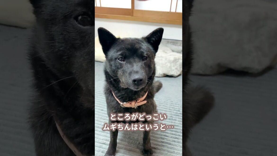 【甲斐犬】耳が勝手に撫でられ待ちしちゃうヒコーキ耳甲斐犬が可愛過ぎる〜! 【甲斐犬】耳が勝手に撫でられ待ちしちゃうヒコーキ耳甲斐犬が可愛過ぎる〜!