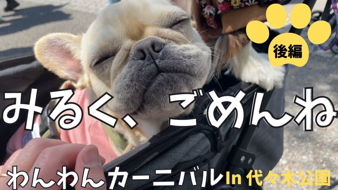 関東最大級イベント！わんわんカーニバルに行った結果、まさかの結果に飼い主猛反省#キャバリア #多頭飼い #フレンチブルドッグ #いぬ