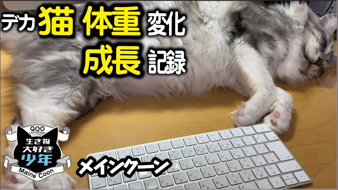 【メインクーン】体重の変化と成長記録。大きくなる猫の特徴/寒いほど大きくなる? 【メインクーン】体重の変化と成長記録。大きくなる猫の特徴/寒いほど大きくなる?