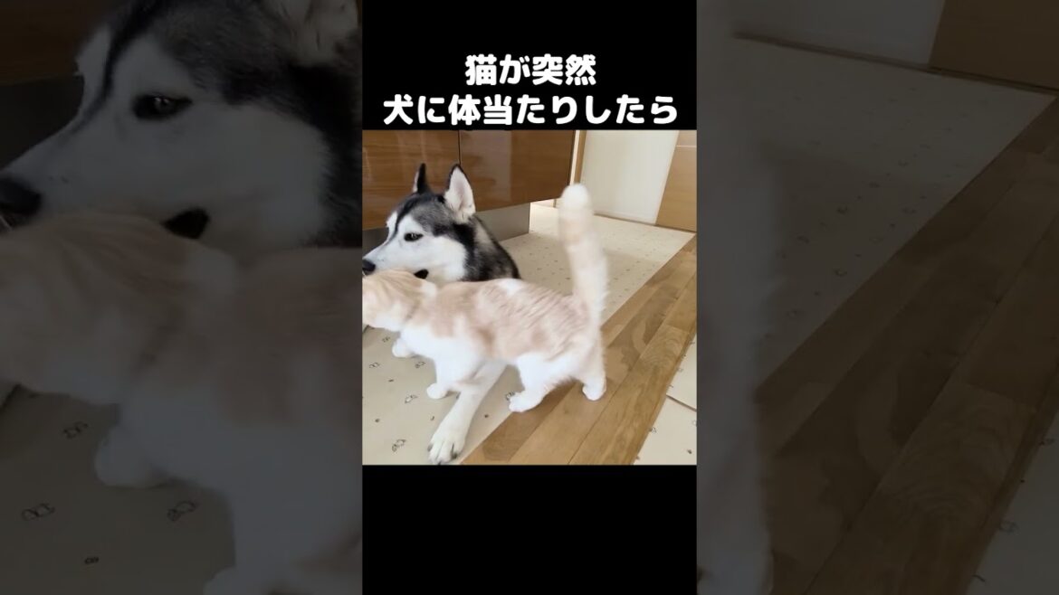 猫が突然犬に体当たりしたらこうなったｗ#猫 #siberianhusky