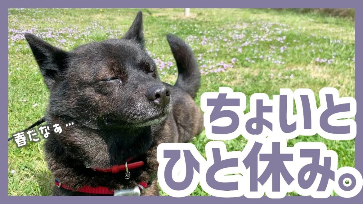 【甲斐犬】お散歩中に公園で座り込んで休憩しだしちゃう穏やか甲斐犬が可愛すぎる! 【甲斐犬】お散歩中に公園で座り込んで休憩しだしちゃう穏やか甲斐犬が可愛すぎる!