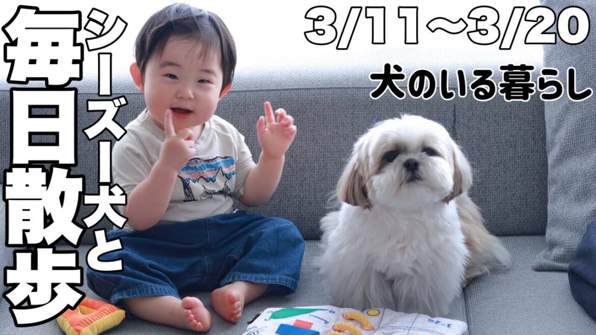 【ルーティン】もふもふ可愛いシーズー犬と家族のお散歩10日間（2023.3.11-3.20）