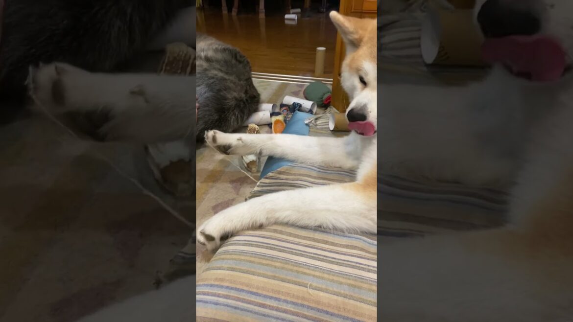 破れ座布団を使った秋田犬こむぎのおしゃれワンポイントレッスン【Akita-inu】@akita-inu-pata #shorts