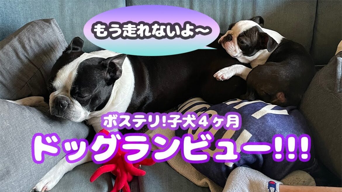 第9話「ボストンテリアの子犬4ヶ月、ドッグランデビュー!!」