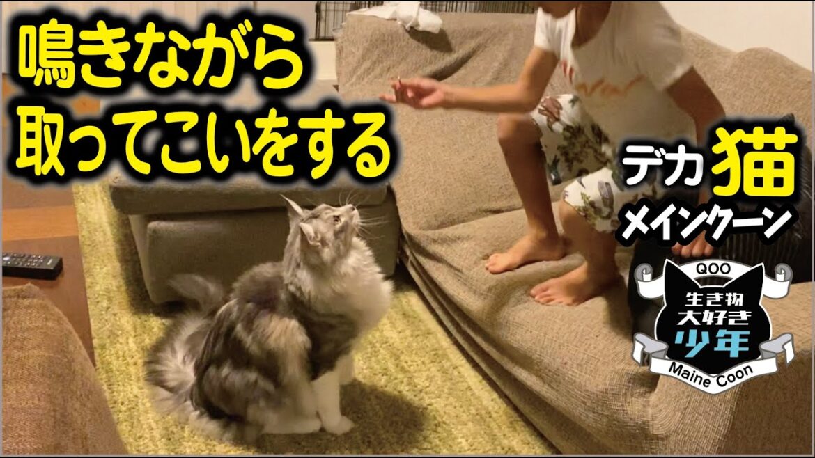【メインクーン】鳴きながら取ってこいをする大型猫 【メインクーン】鳴きながら取ってこいをする大型猫