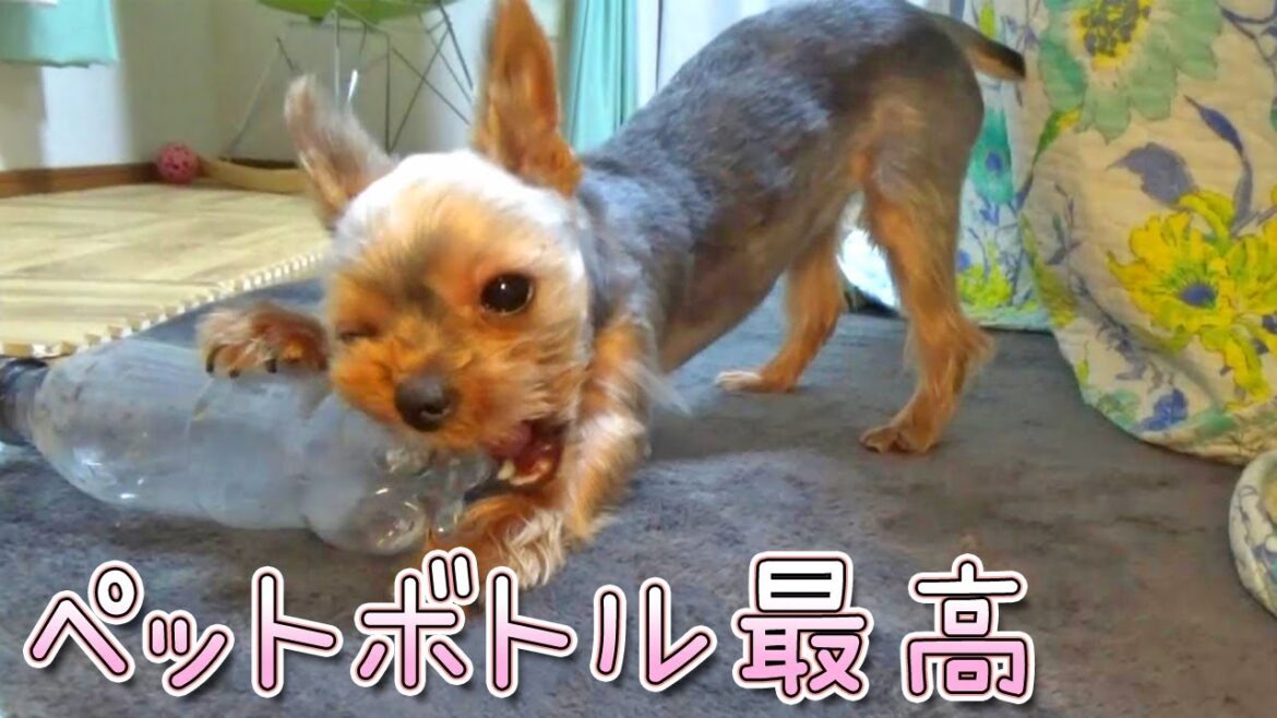【ヨークシャテリア】ペットボトルがお気に入りのヨークシャテリア【Yorkshire Terrier】