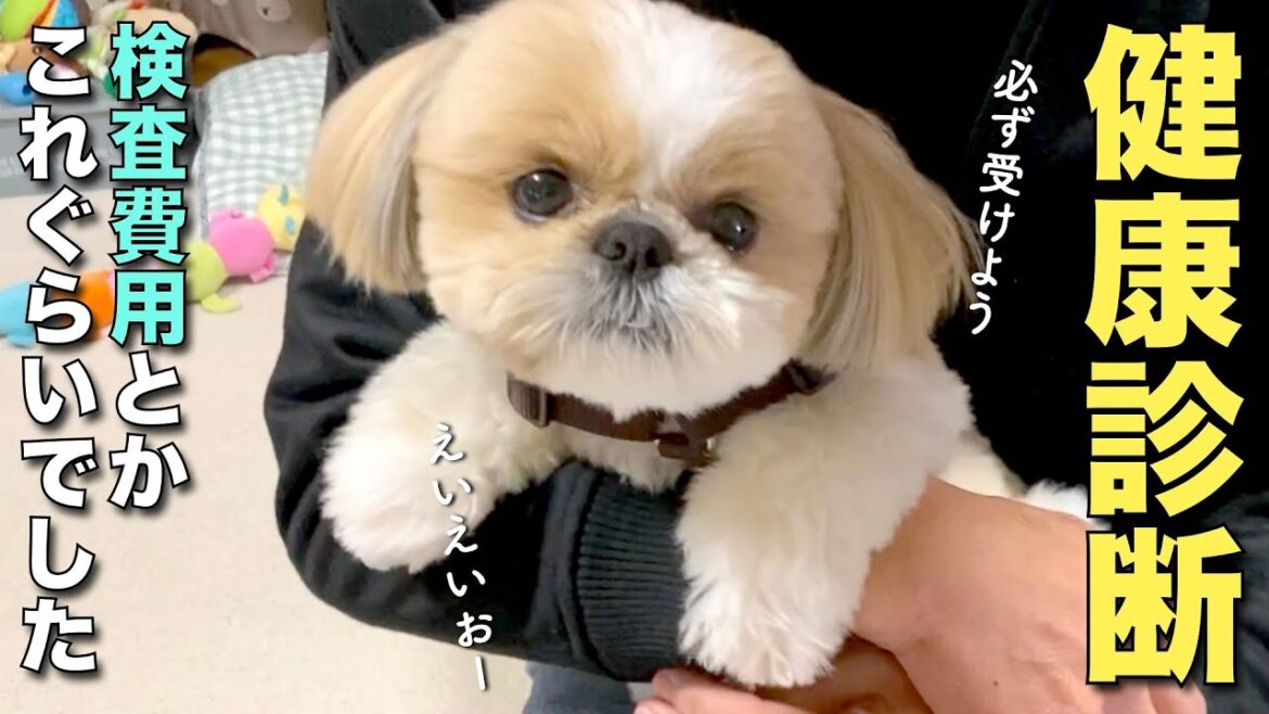 【シーズー】健康診断に行こう!検査費用はこれぐらいでした。【246】 【シーズー】健康診断に行こう!検査費用はこれぐらいでした。【246】