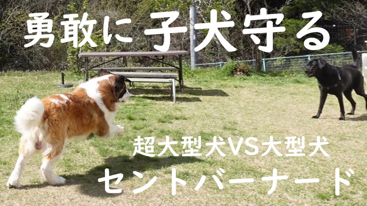 【勇敢に立ち向かうセントバーナード、ベル!】ちゃちゃまるを守ろうとベルが飛び出した![St. Bernard bravely stands his ground, Belle! 【勇敢に立ち向かうセントバーナード、ベル!】ちゃちゃまるを守ろうとベルが飛び出した![St. Bernard bravely stands his ground, Belle!