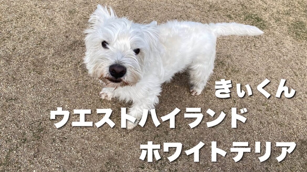 ウエストハイランドホワイトテリア きぃくん【West highland white terrier】 ウエストハイランドホワイトテリア きぃくん【West highland white terrier】