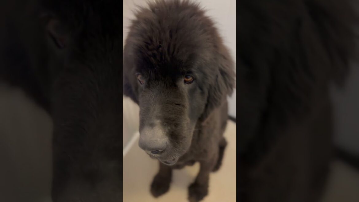 超大型犬 ニューファンドランド ボス君 シャンプー 犬好き グレートデン 保護猫 多頭飼育 渡辺ボス
