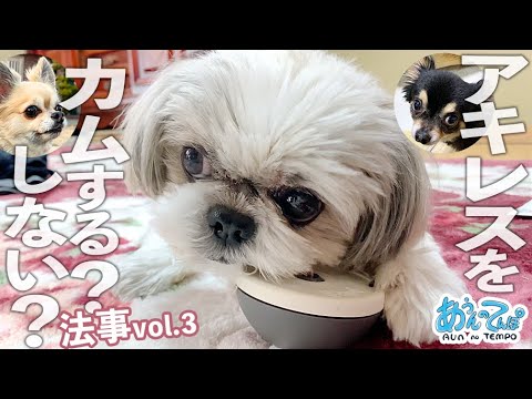 【法事vol.03完】シーズー犬てんぽさん里帰り中アキレスを噛むも…【asobone】 【法事vol.03完】シーズー犬てんぽさん里帰り中アキレスを噛むも…【asobone】