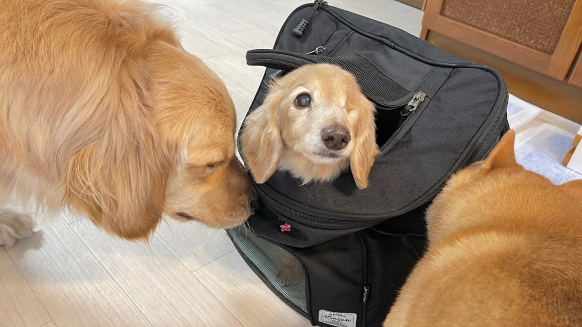 シニア犬とのお別れを名残惜しそうにする豆柴とゴールデンレトリバー