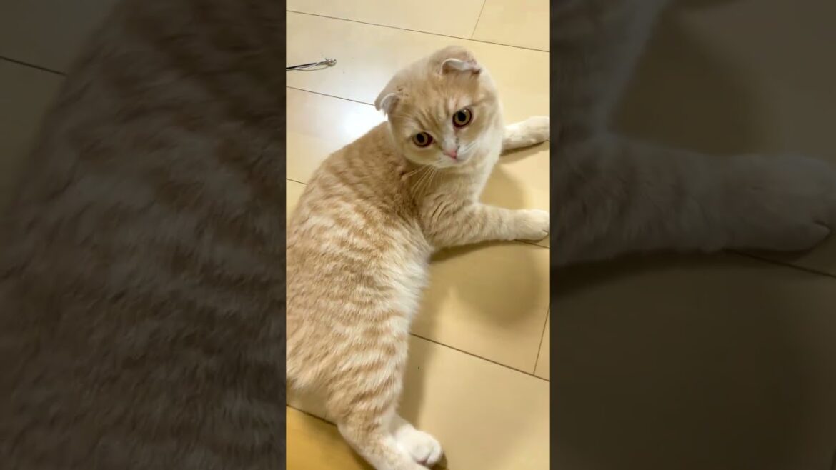 ヘソ天ブームの子猫【スコティッシュフォールド】#shorts #かわいい #子猫