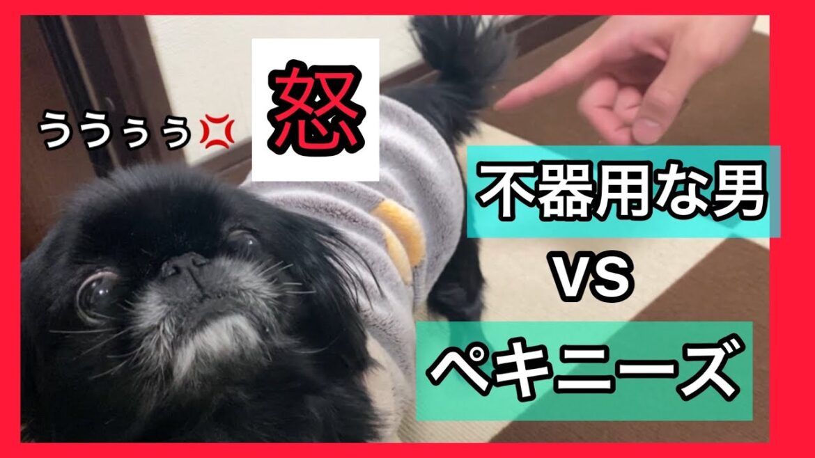 【怒る】超温厚なペキニーズ 犬がキレる‼️悲しい帰省Part5#dog #いぬ #保護犬 #ペキニーズ