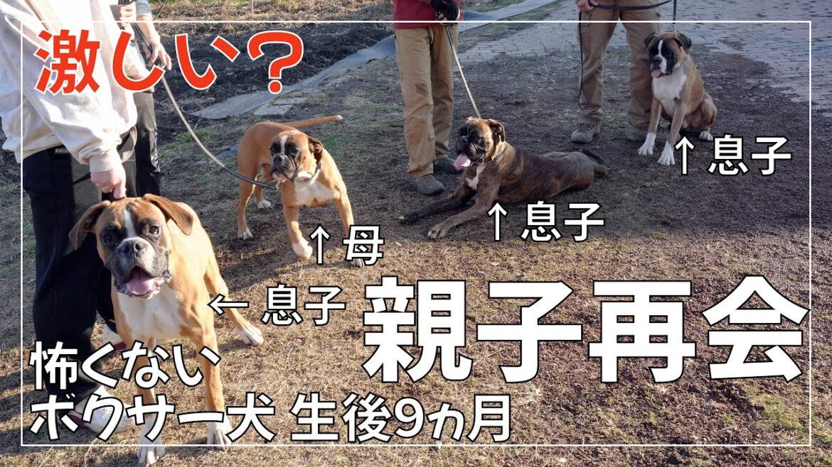 【兄弟でワンプロ】ボクサー犬 子犬が生家に帰省し母と兄弟に再会【激しい?】