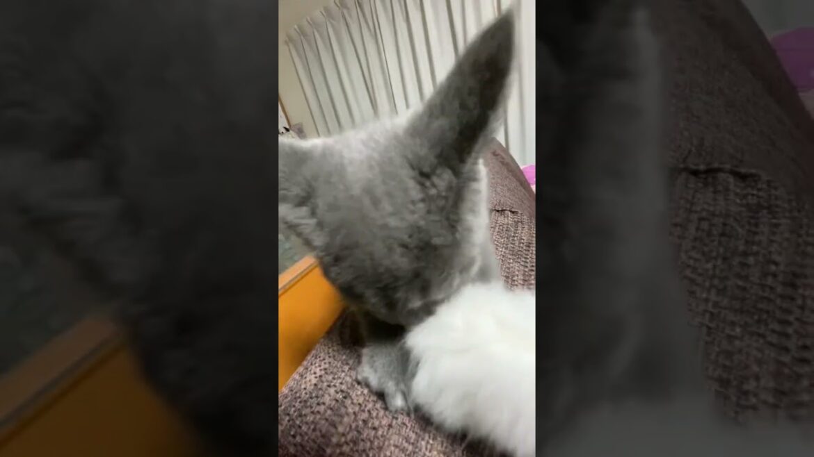 子猫動画　ブリティッシュショートヘア猫のあおくん　猫じゃらしに夢中^_^ 落ちる！ハマる！
