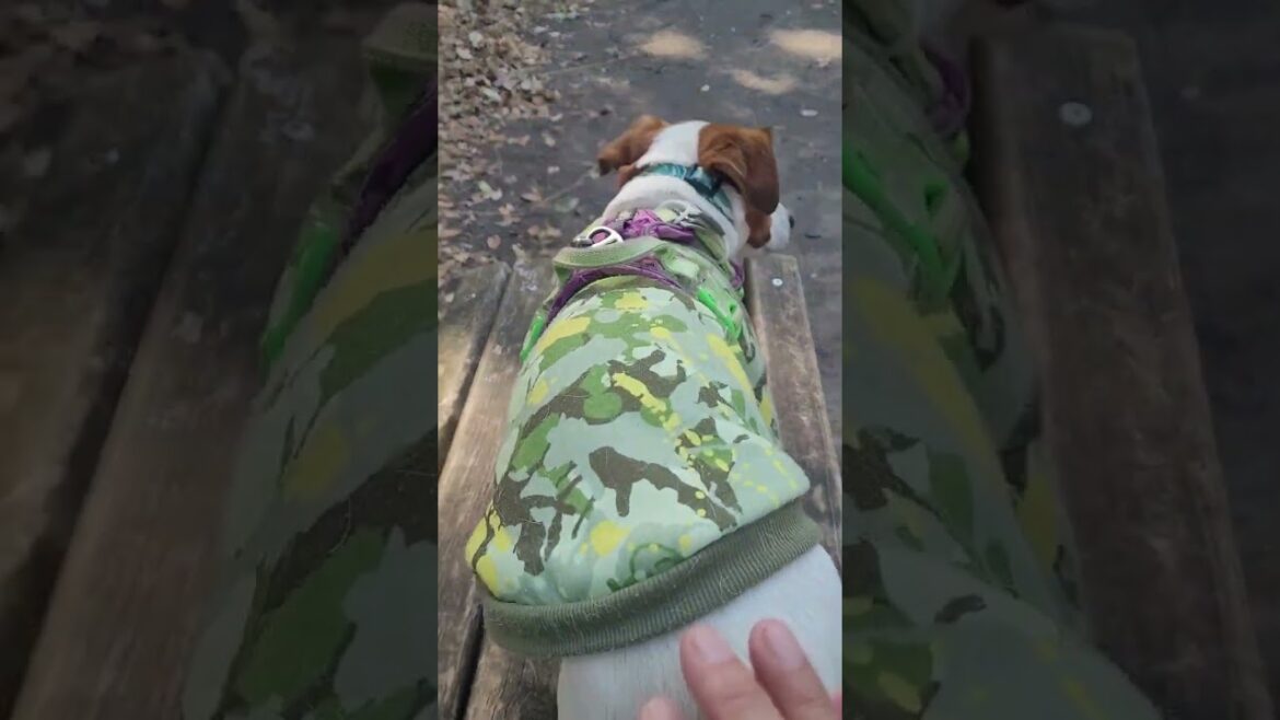【カラスのおかあさんは大変】#ジャックラッセルテリア🐶 #shorts