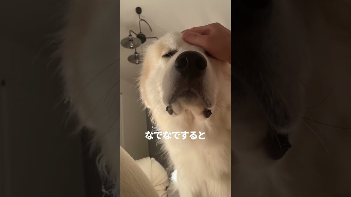 【グレートピレニーズ】朝、起こしに来たのに、そうなる？