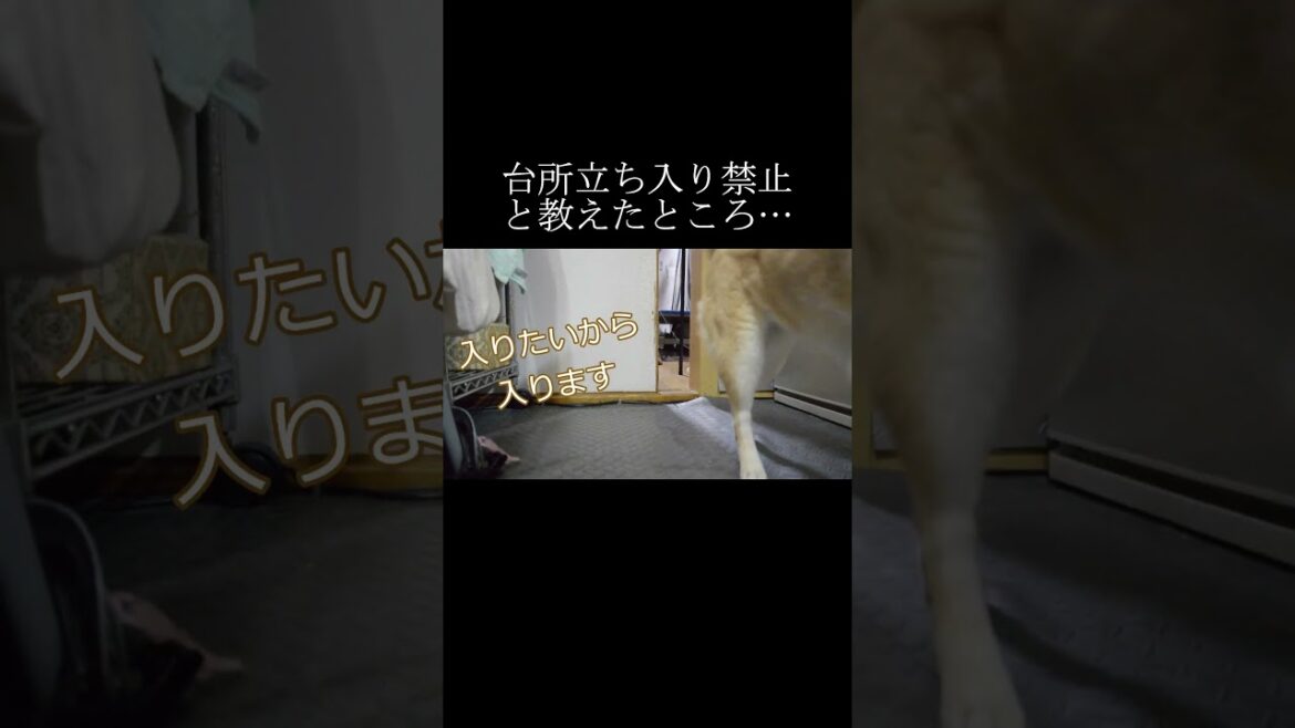 柴犬と甲斐犬に台所は立ち入り禁止！と教えたらそれぞれの反応が面白かった！【甲斐犬・柴犬】 #shorts