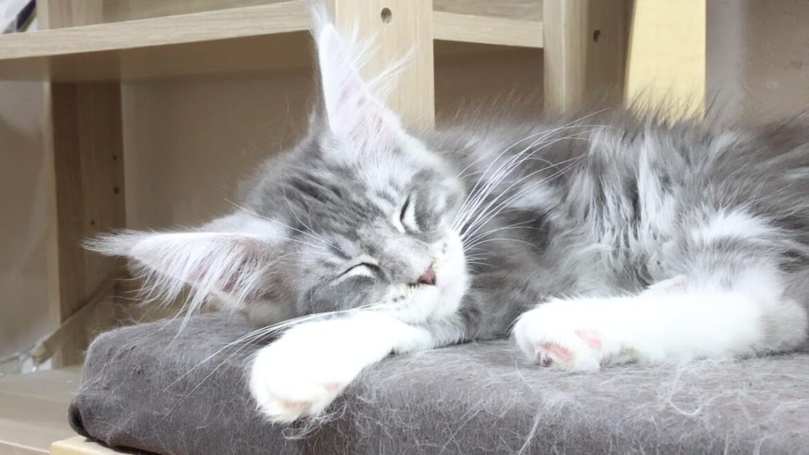 お昼寝しているメインクーン子猫のノエル君