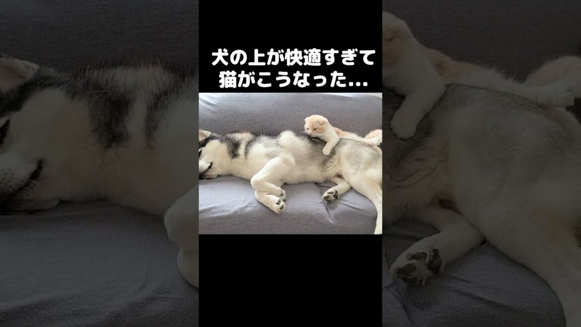 犬の上が快適すぎて猫がこうなった...#猫