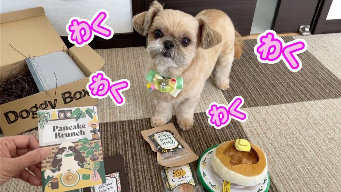 全部気に入った！無添加おやつに大興奮 チワワ×シーズー