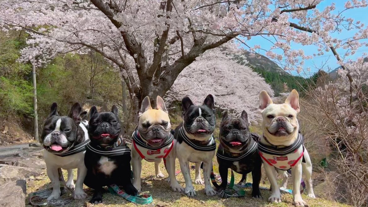 【桜とフレンチブルドッグ】最高に癒されれるから見てね！