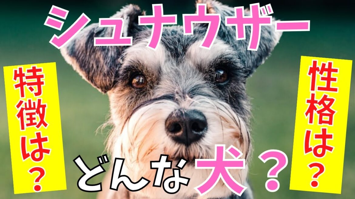 【徹底解説】ミニチュアシュナウザーの特徴・性格・飼いやすさなどを現役ペットショップ店長が教えます! 【徹底解説】ミニチュアシュナウザーの特徴・性格・飼いやすさなどを現役ペットショップ店長が教えます!