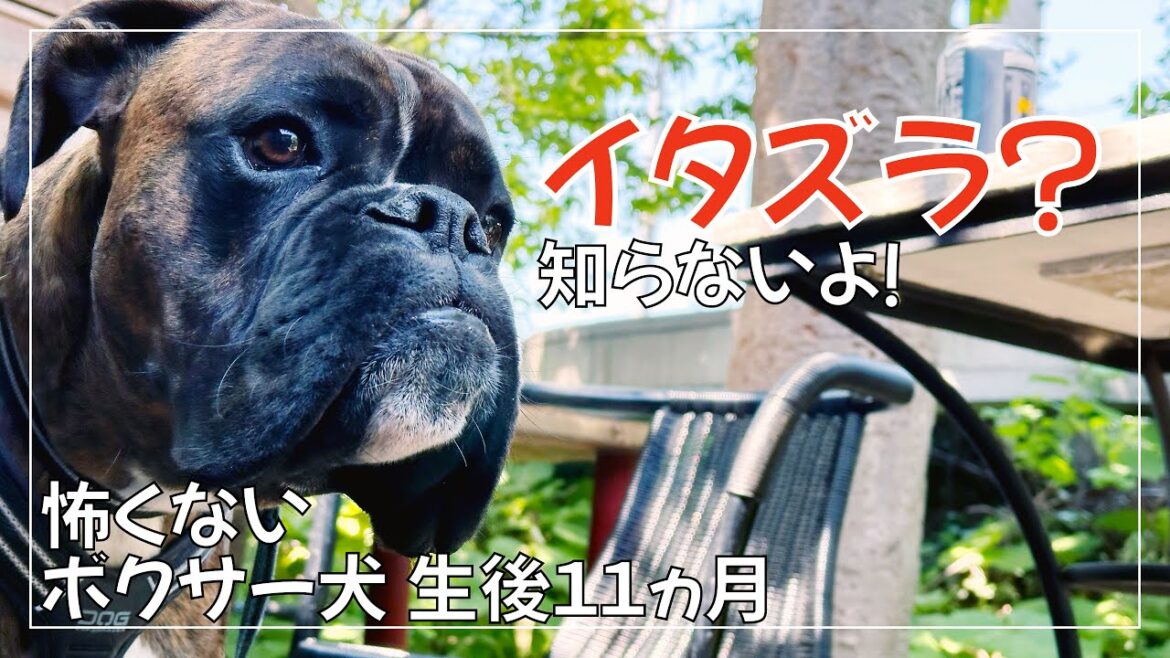 ボクサー犬子犬のイタズラ３か月分をご紹介