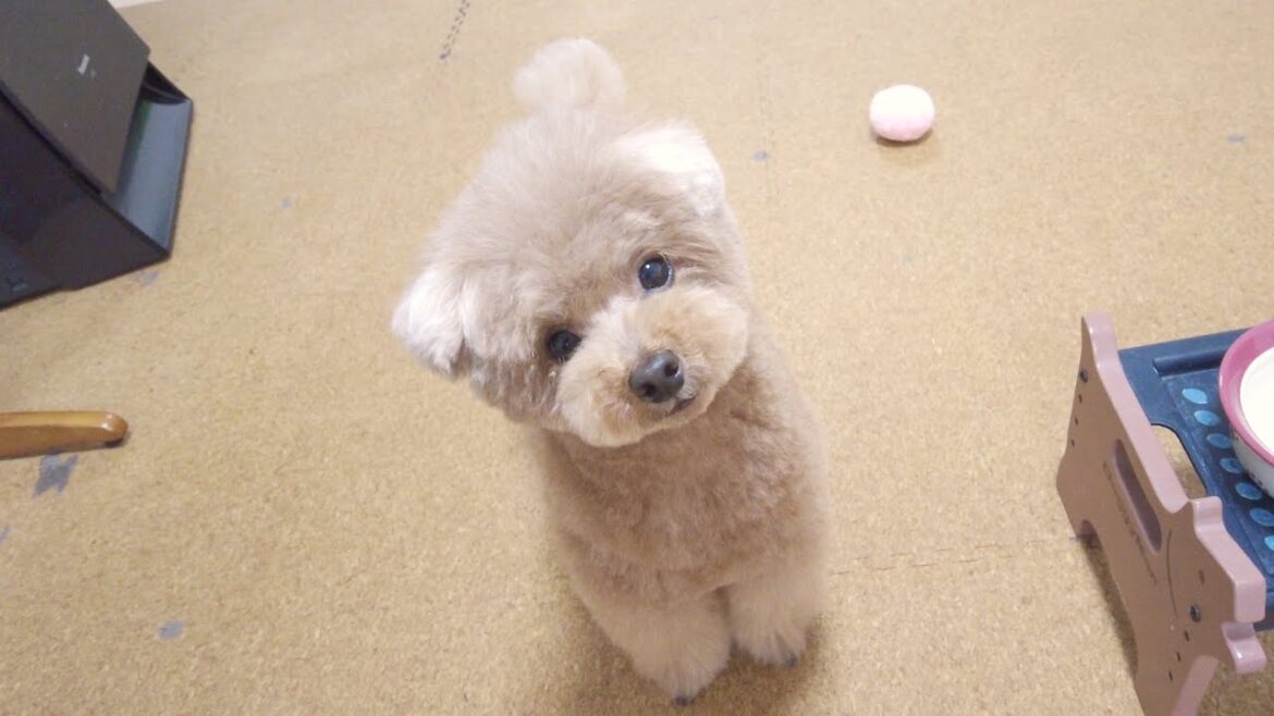兄犬がトリミングの日の1日の行動がこちら