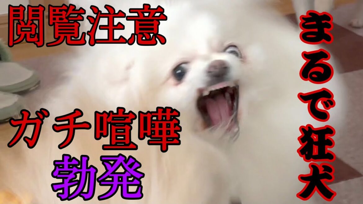犬の本気の喧嘩！おもちゃをめぐり温厚なポメラニアンのメルがマジギレ！