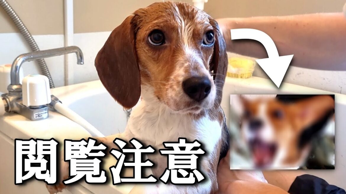 シャンプー後にまるで違う犬に豹変してしまうビーグルの子犬