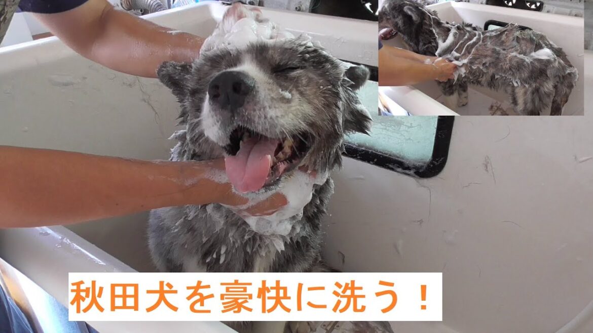 秋田犬（虎毛）のこまちちゃんをゴシゴシ洗う！（秋田犬シャンプー）／かわいい犬