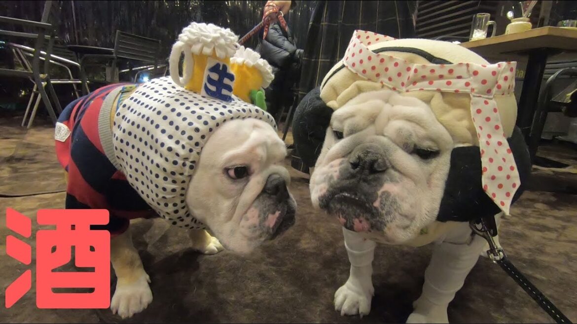 都内のお洒落なレストランで動けなくなってしまったブルドッグ 都内のお洒落なレストランで動けなくなってしまったブルドッグ