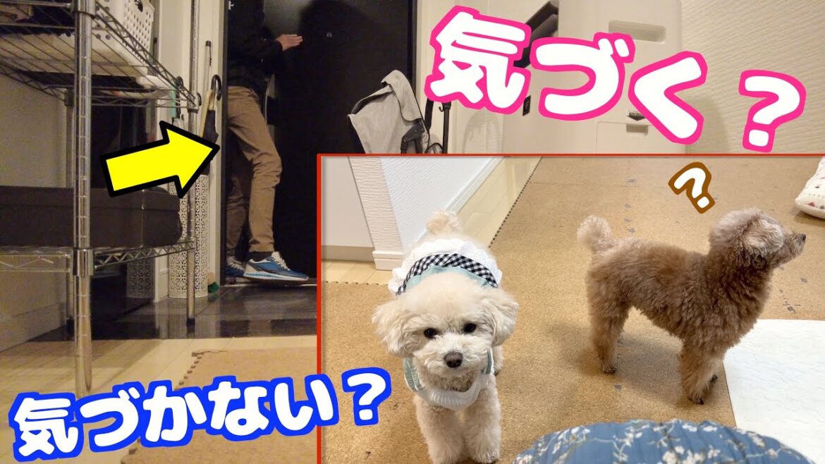 3年ぶりにバレないようにこっそり家に入ってみたら愛犬の反応が!?