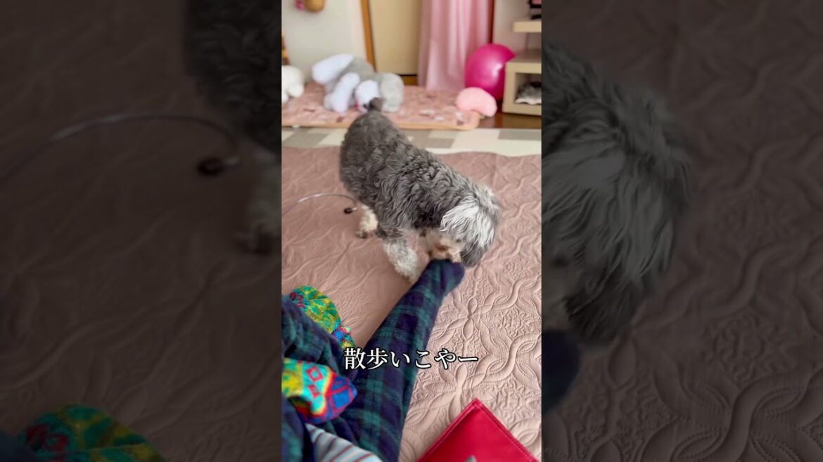 我慢の限界を迎えるワンコ　#シュナウザー #ミニチュアシュナウザー #schnauzer #miniatureschnauzer #dog