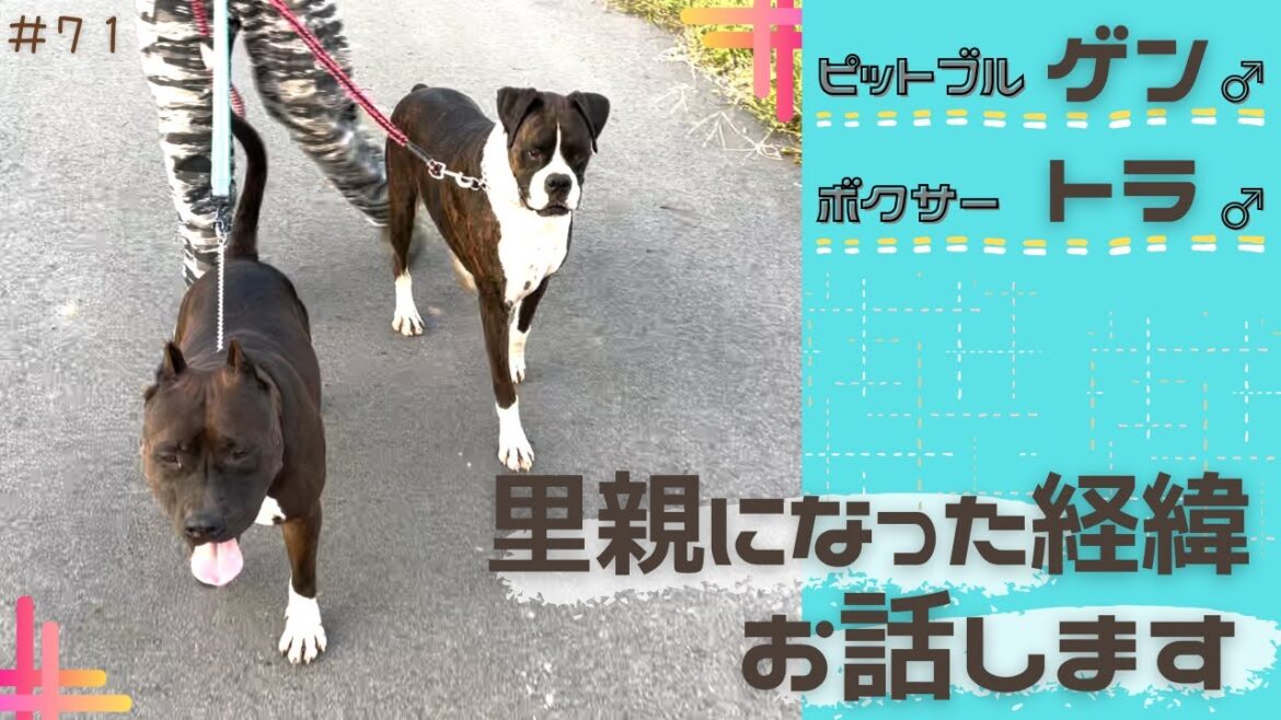 【ピットブル＆ボクサー】ゲンとトラの生い立ち語ります！いつもクールなトラが甘えん坊ちゃんにっ！