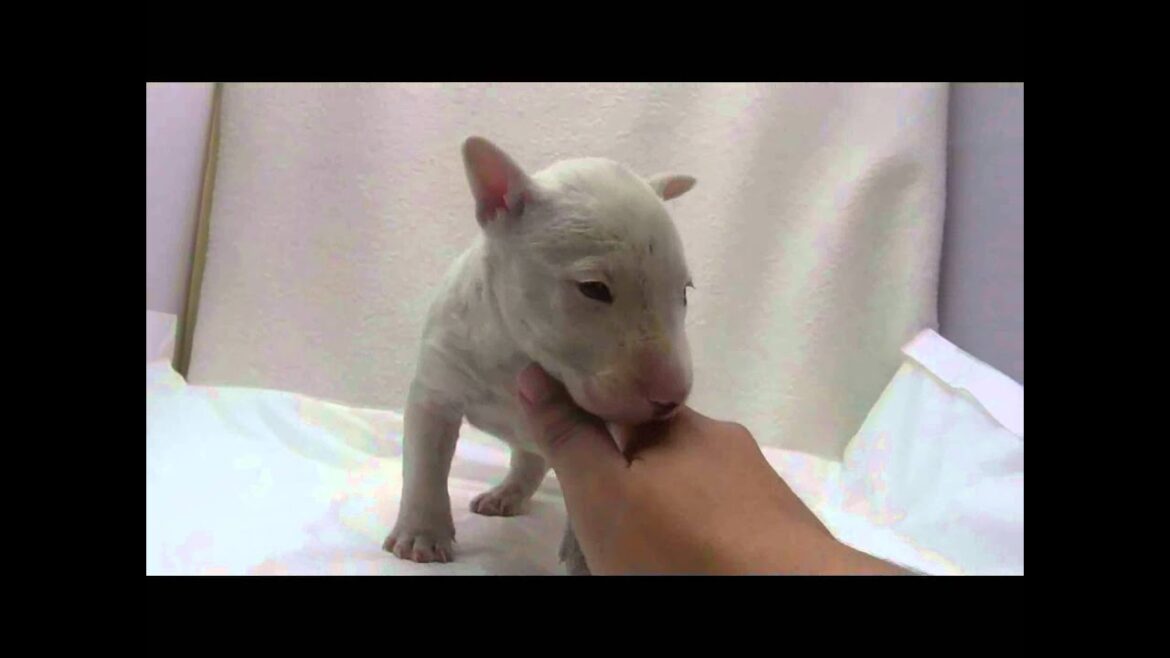 ミニチュアブルテリアの子犬09