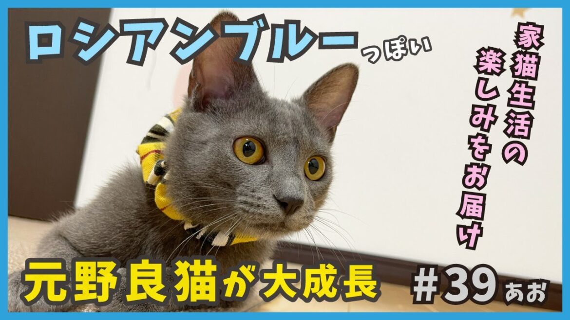 39 保護した子猫が立派な家猫に成長…ロシアンブルーっぽい元野良猫。【あお・迷い子猫はプチ怪獣】