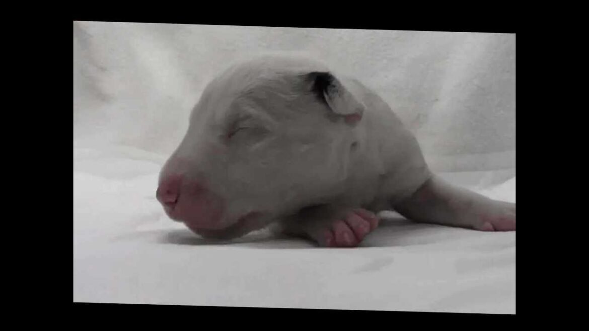 ミニチュアブルテリアの子犬11
