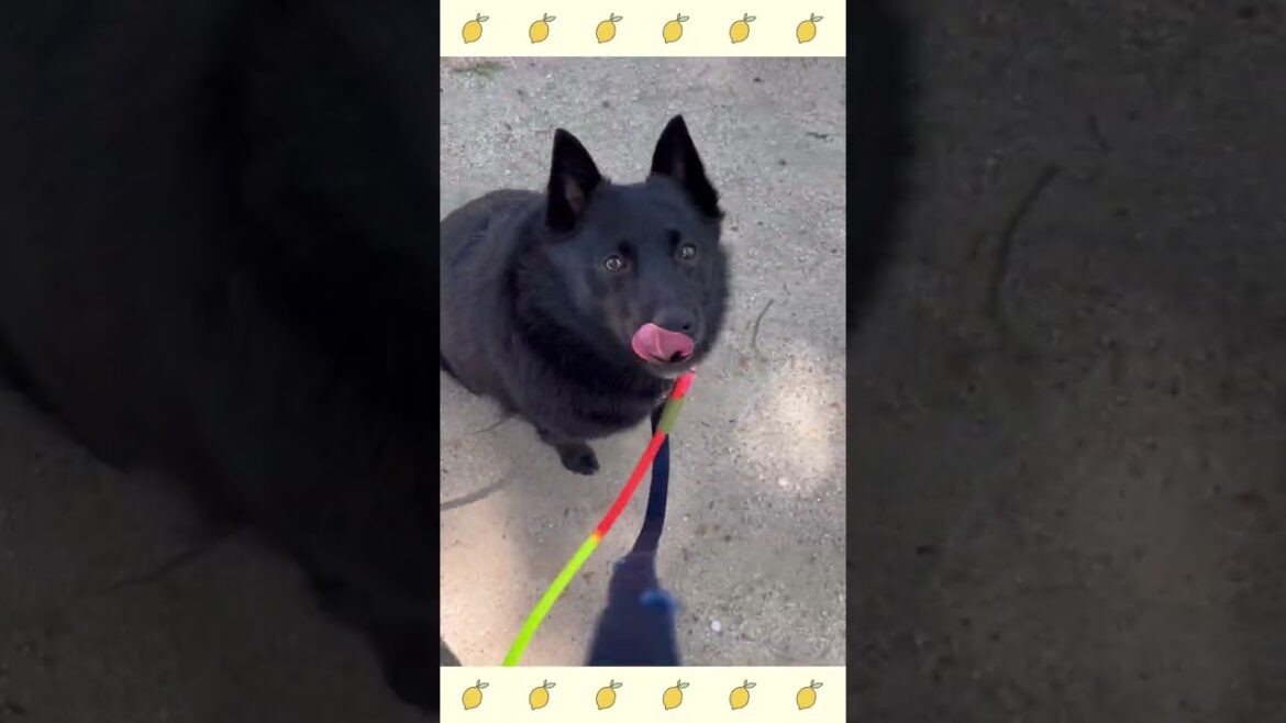 犬のようちえん・ほいくえん・お泊りトレーニング・スキッパーキ#犬のしつけ#shorts