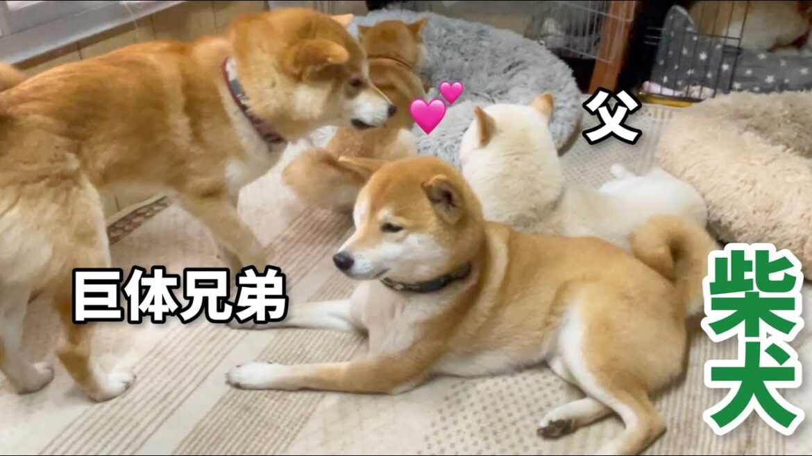 柴犬子犬から巨体兄弟にバージョンアップされても変わらない父柴犬への愛w 柴犬子犬から巨体兄弟にバージョンアップされても変わらない父柴犬への愛w
