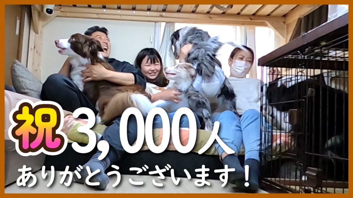【感謝】皆様ありがとうございます！｜天ちゃん・モアちゃん♪【ボーダーコリー】