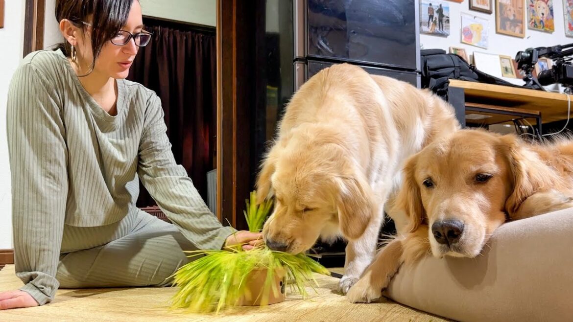 雑草ばかり食べる愛犬に猫草あげたら食いつきがヤバ過ぎたww
