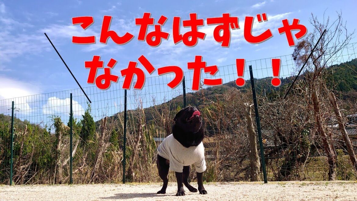 【黒パグのひゅんける】遊び方をご存じない犬が行く！ドッグラン「PEACE」