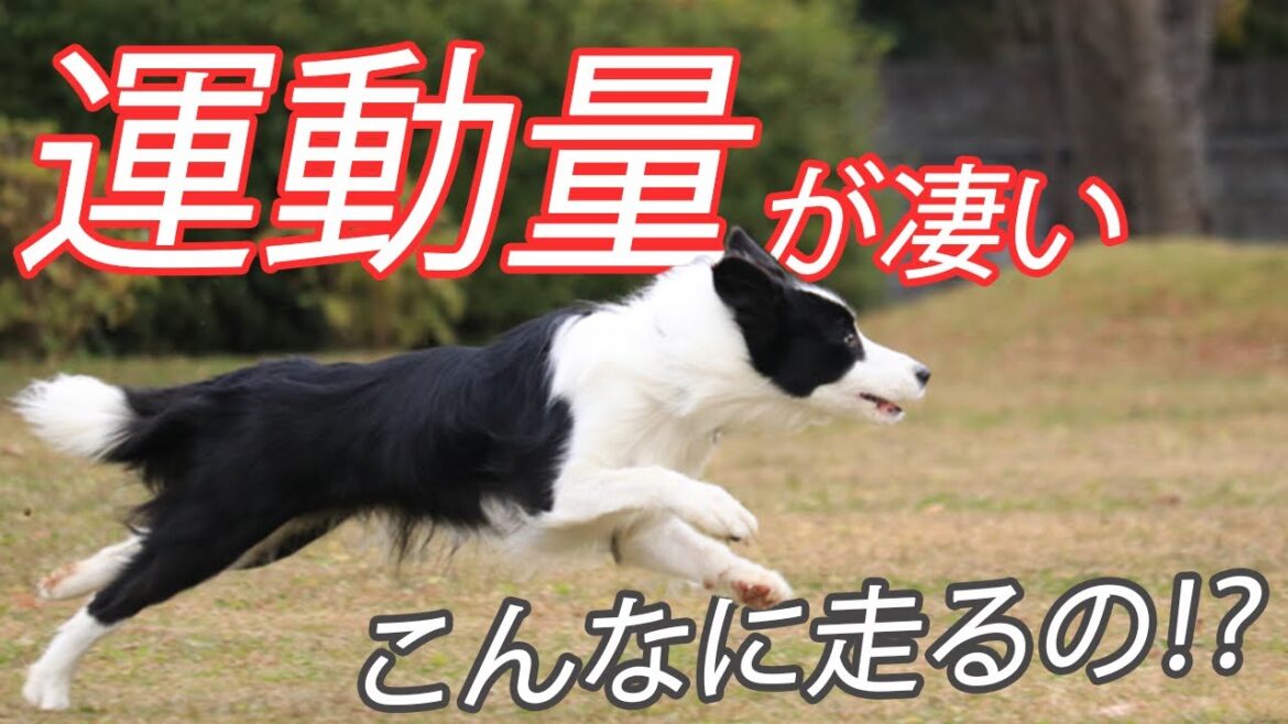 ボーダーコリーの運動量恐るべし！
