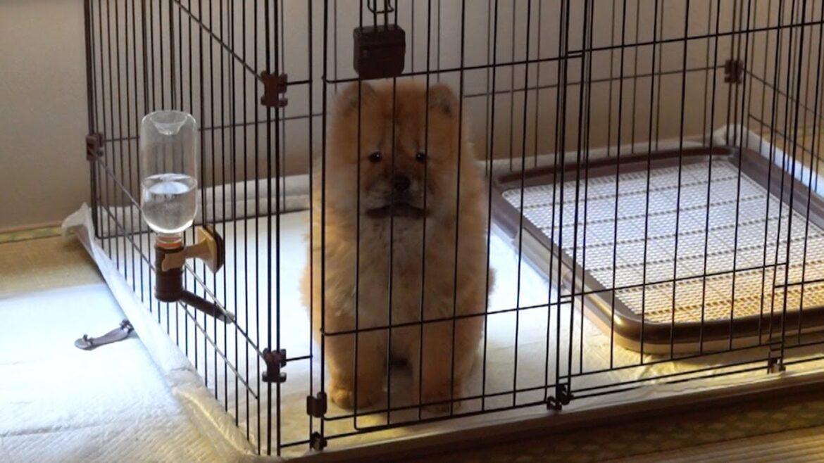 早朝からやる気満々なチャウチャウの子犬がかわいすぎるw