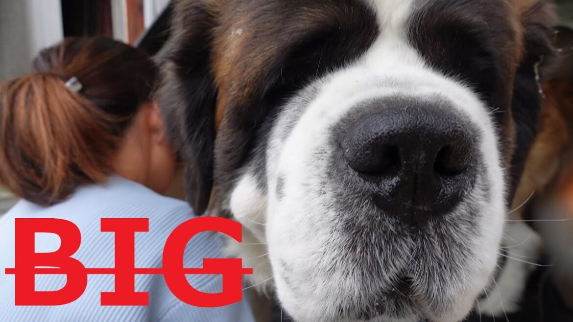 【超大型犬セントバーナード】の平凡な日課　二匹の大きなセントバーナードと小さなペキニーズ[Super-sized dog, St. Bernard]