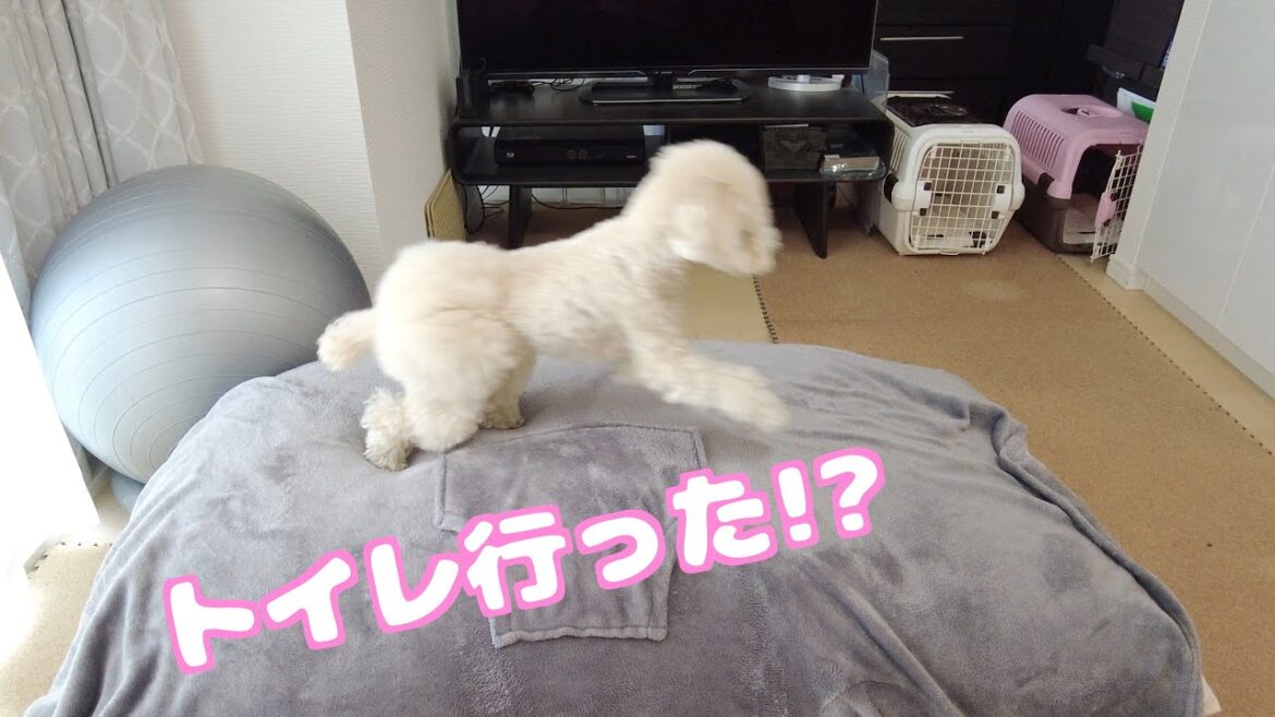 お散歩前だけついてくる！飼い主のトイレをストーカーする愛犬がこちら